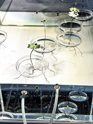 nina koželj sculpture